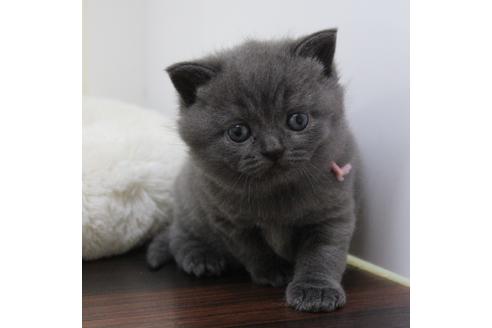 成約済の千葉県のブリティッシュショートヘア-10797の2枚目